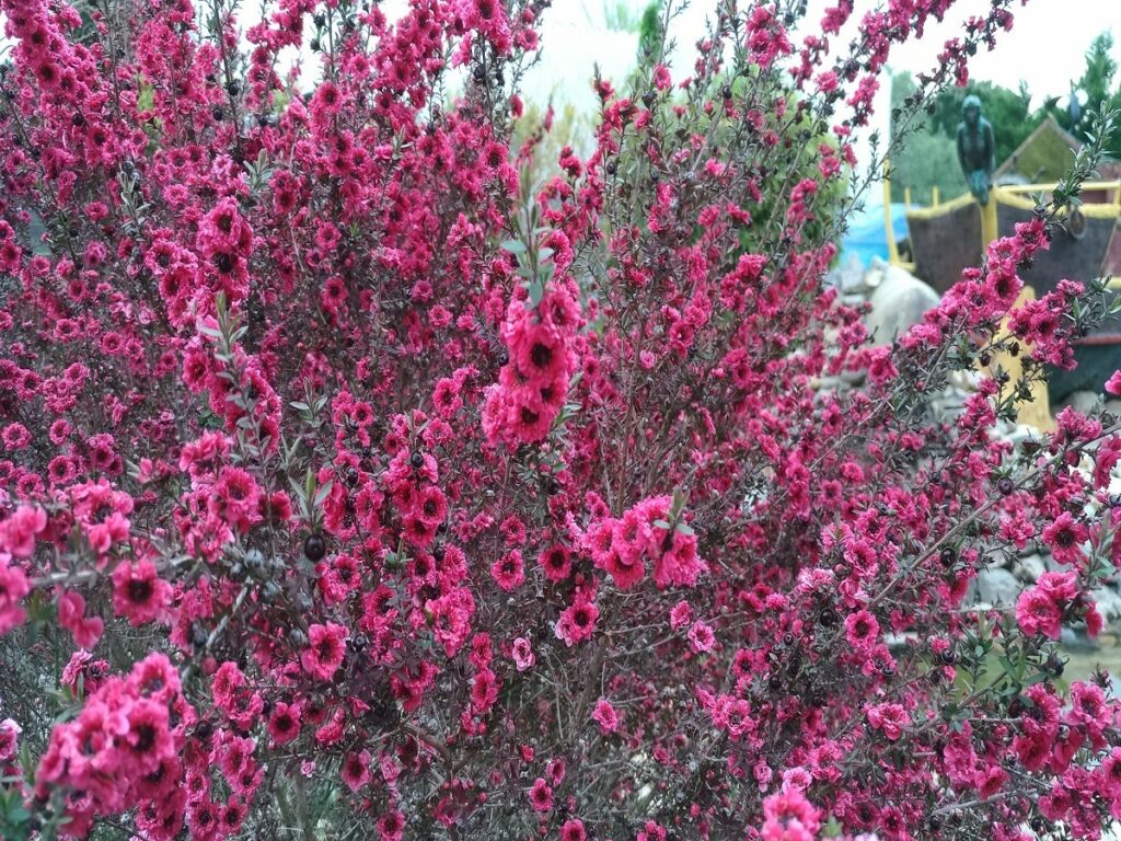 Arbuste en fleurs à l'attraction l'île des pirates, parc Fantassia