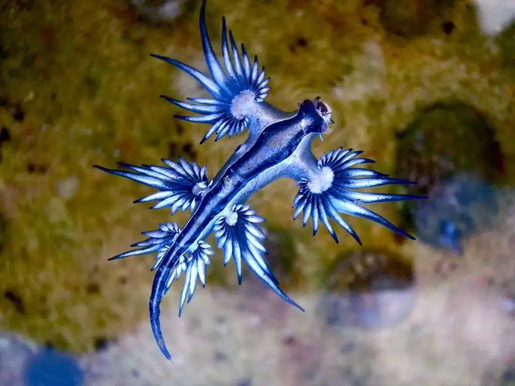 Dragon bleu marin ressemblant à un dragon
