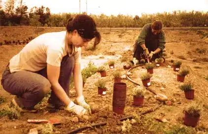 Planting of lavenders and laurels at the Enchanted Forest attraction at Fantassia park